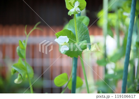 エンドウ豆の花 エンドウ豆の花 119106617