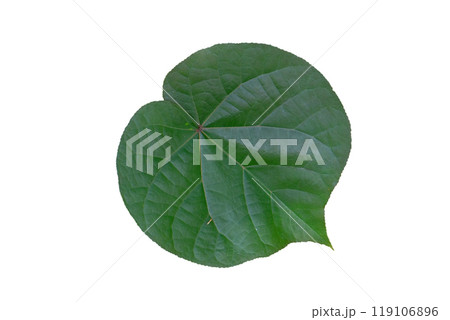 Hibiscus tiliaceus leaf 119106896