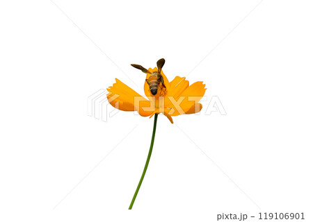 bee taking pollen from orange color flower 119106901