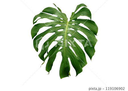 Green leaf of tropical monstera 119106902