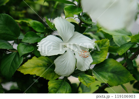 White Hibiscus beautiful flower 119106903