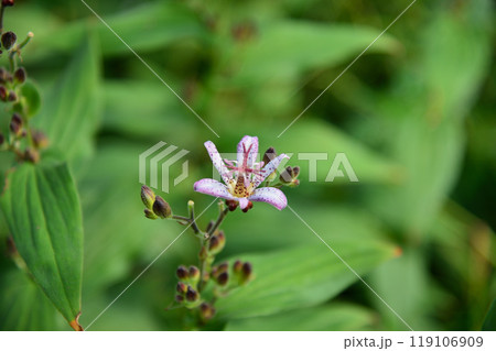 ホトトギス、向島百花園にて 119106909