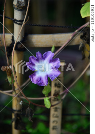 大輪朝顔、向島百花園にて 119106911
