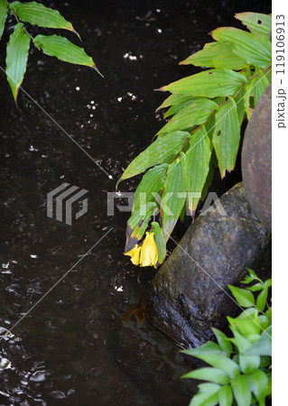 キイジョウロウホトトギス、向島百花園にて 119106913