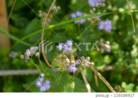 カッコウアザミ、向島百花園にて 119106917
