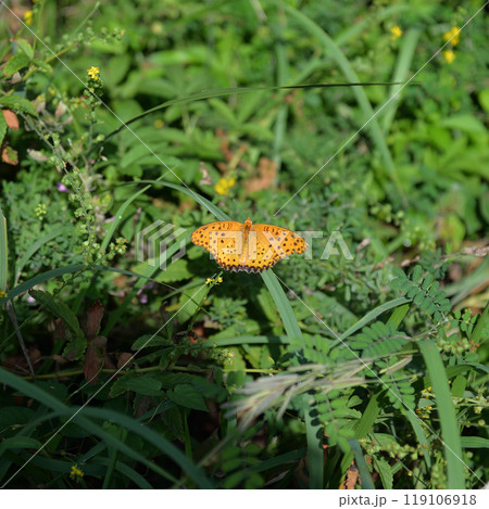 ヒョウモンチョウ、向島百花園にて ヒョウモンチョウ、向島百花園にて 119106918