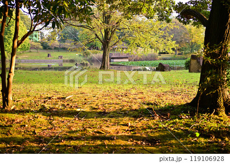 秋の色づき始め 城山公園 桶川市 秋の色づき始め 城山公園 桶川市 119106928