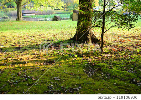 秋の色づき始め 城山公園 桶川市 秋の色づき始め 城山公園 桶川市 119106930