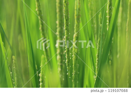 真夏に咲く、白く小さい稲の花 119107088