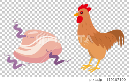 カンピロバクターと鶏肉のイラスト 119107100