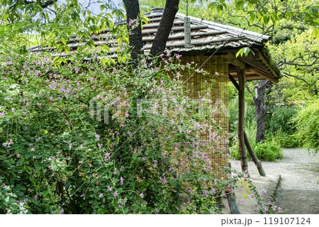東京都 向島百花園 初秋 萩の風景 国指定名勝 東京都 向島百花園 初秋 萩の風景 国指定名勝 119107124