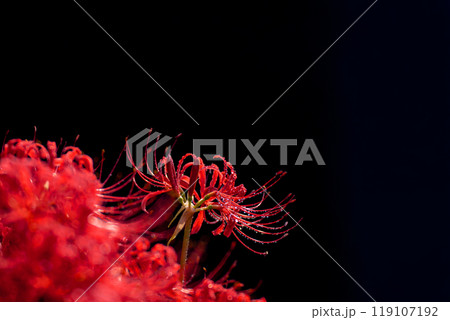 雨上がりの水滴をまとう彼岸花と黒い背景 雨上がりの水滴をまとう彼岸花と黒い背景 119107192