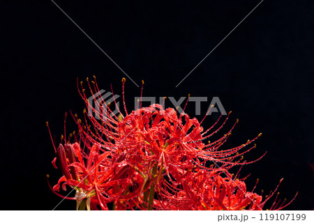 雨上がりの水滴をまとう彼岸花と黒い背景 雨上がりの水滴をまとう彼岸花と黒い背景 119107199