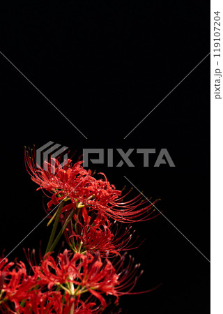 雨上がりの水滴をまとう彼岸花と黒い背景 119107204