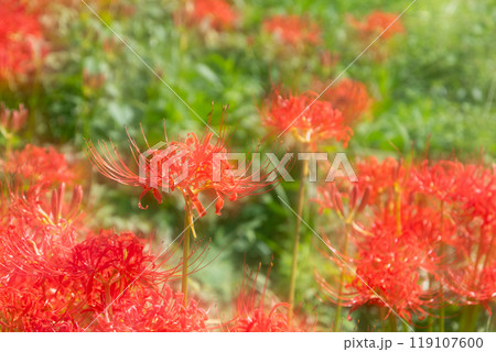 満開の彼岸花の幻想的な雰囲気の多重露光撮影 満開の彼岸花の幻想的な雰囲気の多重露光撮影 119107600