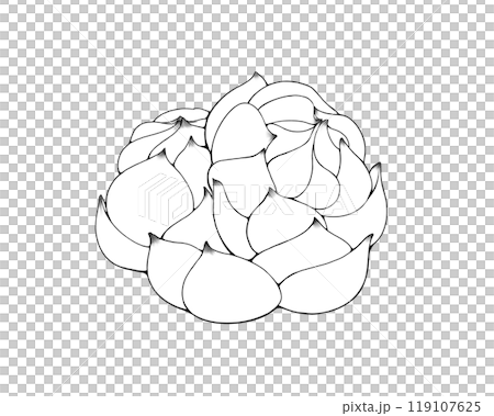 ゆり根のシンプルな白黒イラスト 119107625