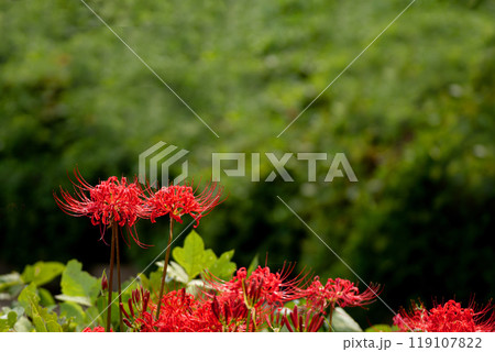 雨上がりの彼岸花 雨上がりの彼岸花 119107822