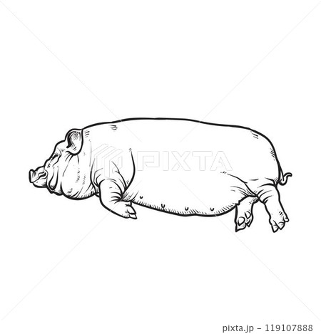 Drawing outline of a sleeping pig Drawing outline of a sleeping pig 119107888