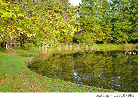秋の色づき始め　大池湖畔　城山公園　桶川市　　 119107969