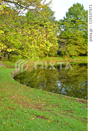 秋の色づき始め　大池湖畔　城山公園　桶川市　　 119107971