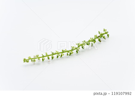 しその花 119107992