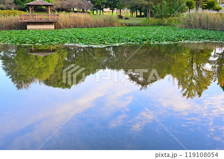 秋の色づき始め　水鏡　大池湖畔　城山公園　桶川市　　 119108054