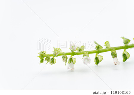 しその花のクローズアップ 119108169