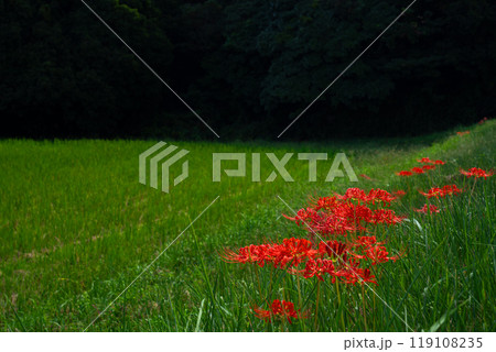 秋の野原の彼岸花 119108235