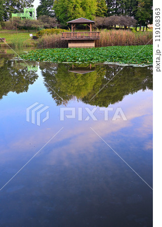 秋の色づき始め　水鏡　大池湖畔　城山公園　桶川市　　 119108363