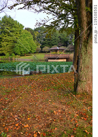 秋の色づき始め 大池湖畔 城山公園 桶川市 秋の色づき始め 大池湖畔 城山公園 桶川市 119108501