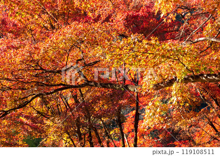 香嵐渓の紅葉 香嵐渓の紅葉 119108511