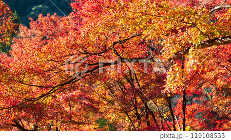 香嵐渓の紅葉 香嵐渓の紅葉 119108533