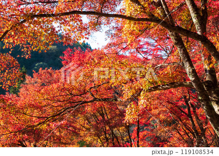 香嵐渓の紅葉 119108534