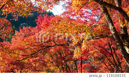 香嵐渓の紅葉 119108535