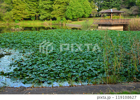 秋の色づき始め　水草群生　大池湖畔　城山公園　桶川市　　 119108627
