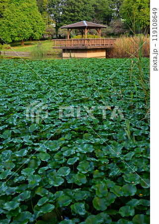秋の色づき始め 水草群生 大池湖畔 城山公園 桶川市 秋の色づき始め 水草群生 大池湖畔 城山公園 桶川市 119108649