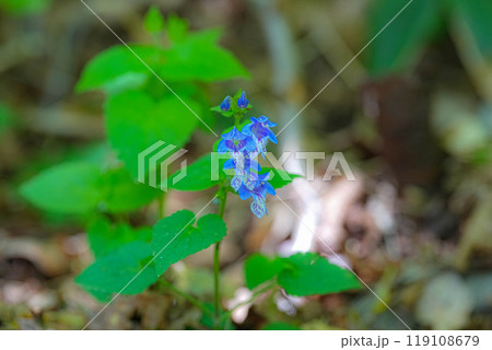 新緑 新緑 119108679
