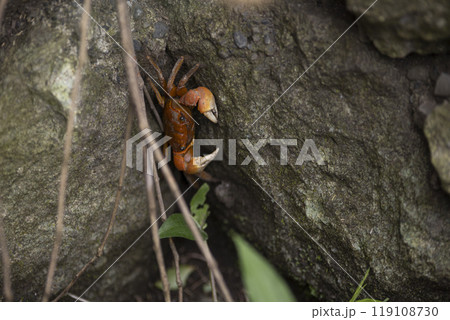 サワガニ 119108730