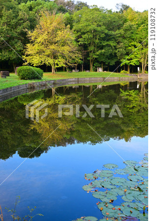 秋の色づき始め　大池湖畔の水鏡　城山公園　桶川市　　 119108732