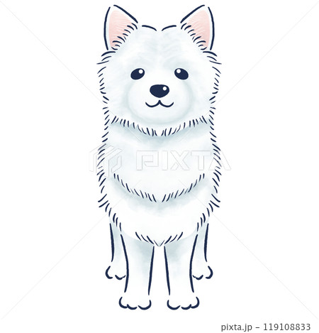 正面で立っているサモエドの水彩風の手描きイラスト 正面で立っているサモエドの水彩風の手描きイラスト 119108833