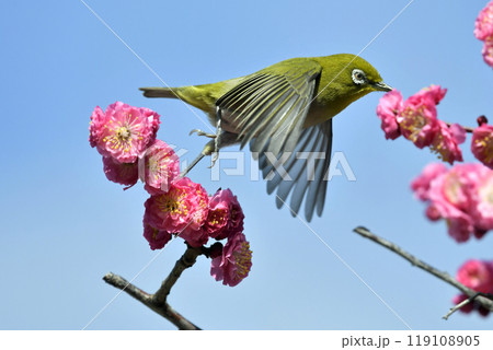 満開の紅梅にメジロさん ( 躍動イメージ )( 春イメージ ) 満開の紅梅にメジロさん ( 躍動イメージ )( 春イメージ ) 119108905