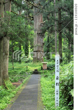 出羽三山　羽黒山　天然記念物　爺杉 119108920