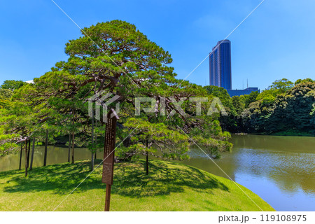 東京　文京区にある小石川後楽園（一つ松) 119108975