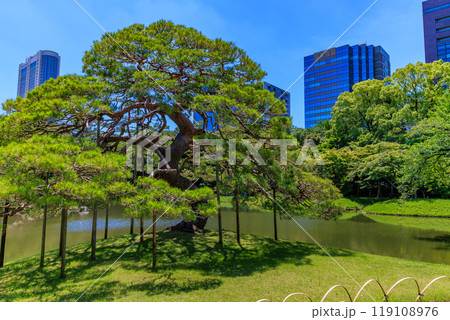 東京　文京区にある小石川後楽園（一つ松) 119108976