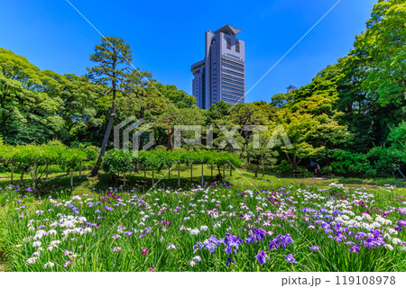 東京　文京区にある小石川後楽園（見頃をむかえた花菖蒲) 119108978
