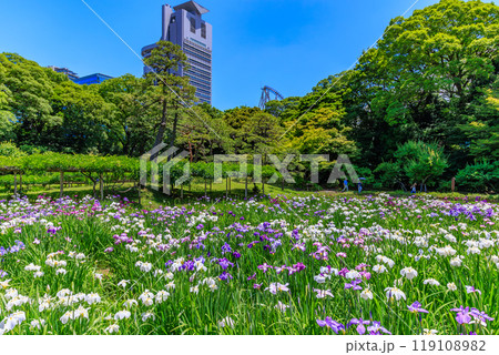 東京　文京区にある小石川後楽園（見頃をむかえた花菖蒲) 119108982