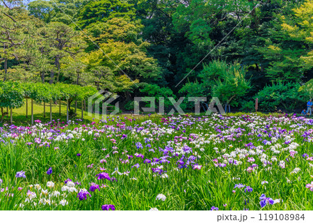 東京　文京区にある小石川後楽園（見頃をむかえた花菖蒲) 119108984