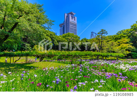 東京　文京区にある小石川後楽園（見頃をむかえた花菖蒲) 119108985