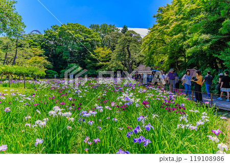 東京　文京区にある小石川後楽園（見頃をむかえた花菖蒲) 119108986