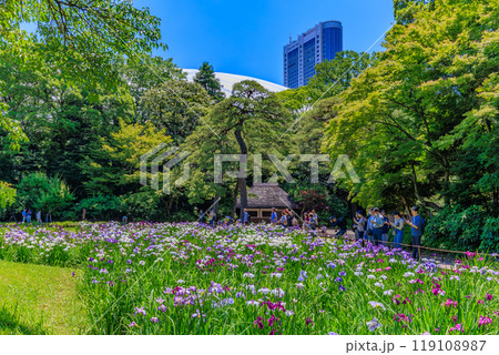 東京　文京区にある小石川後楽園（見頃をむかえた花菖蒲) 119108987
